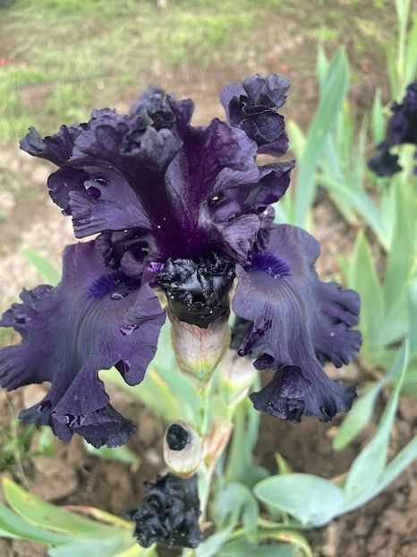 All Night Long - Irisi 2023