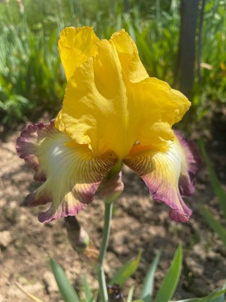 Bold Vision - Irisi 2023