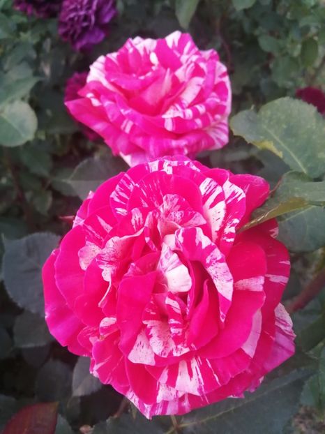  - Broceliande parfumat