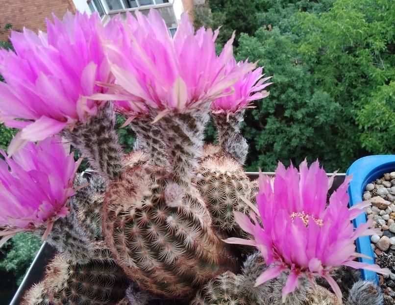 Echinocereus reichenbachii - 2023