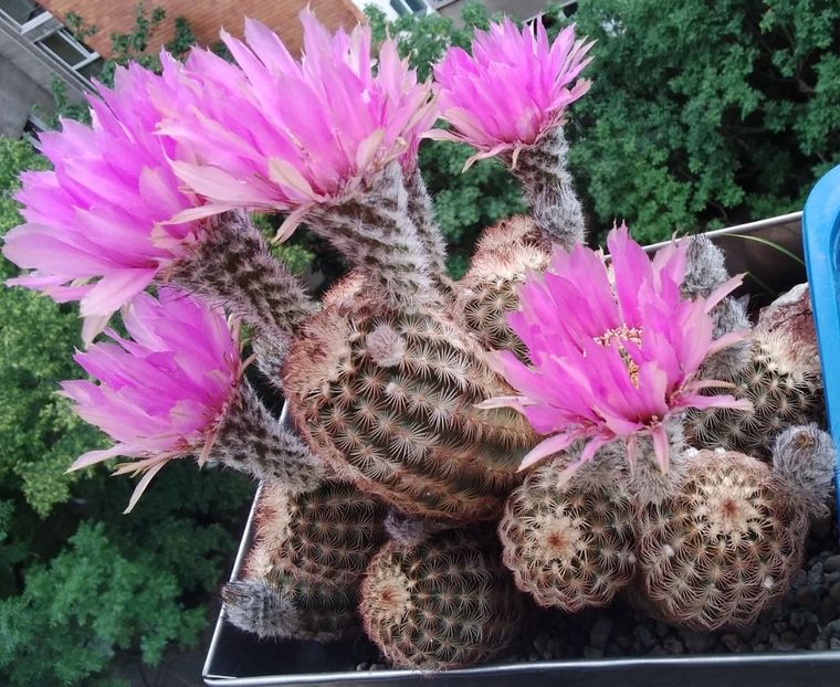 Echinocereus reichenbachii - 2023