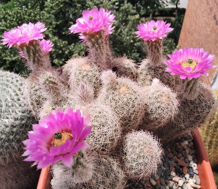 Echinocereus reichenbachii - 2023