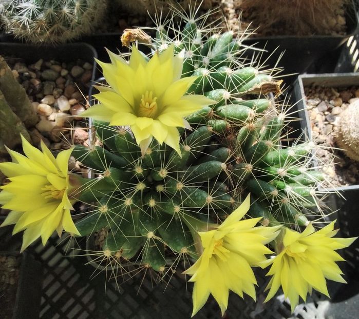 Mammillaria longimamma - 2023
