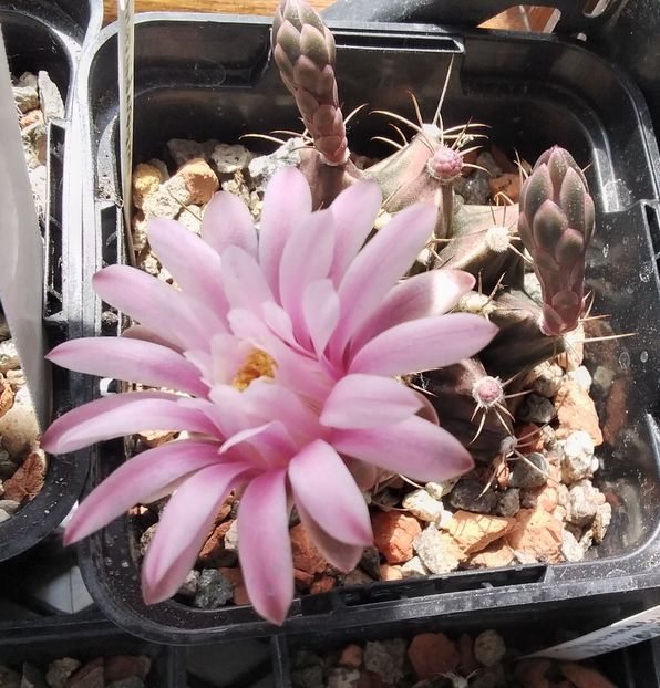 Gymnocalycium mihanovichii - 2023