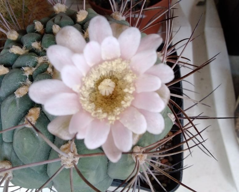 Gymnocalycium saglionis - 2023