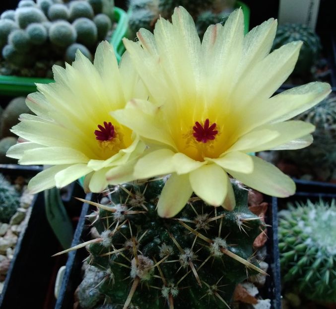 Notocactus submamulosus  - 2023
