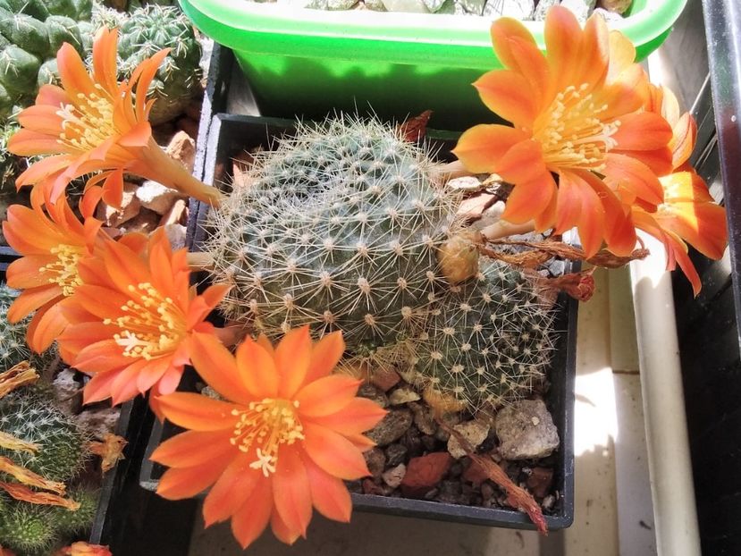 Rebutia senilis - 2023