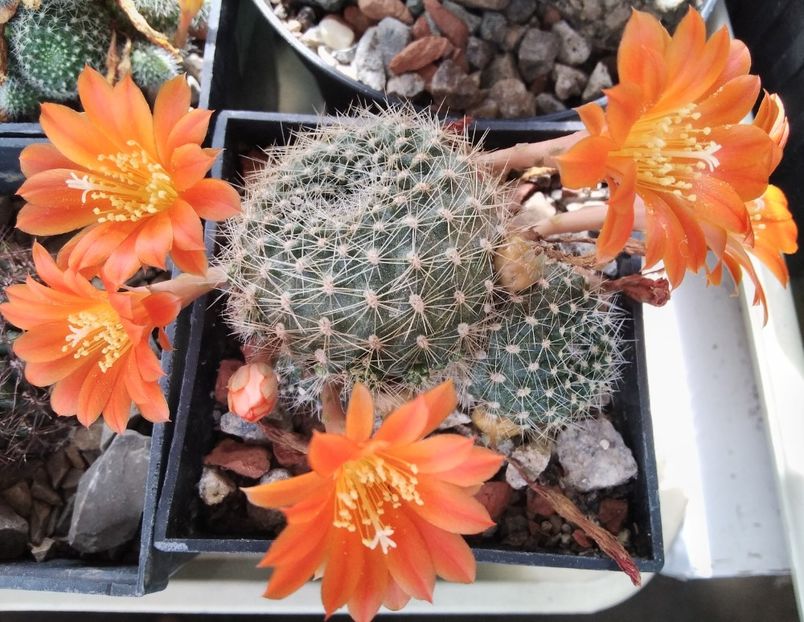 Rebutia senilis - 2023