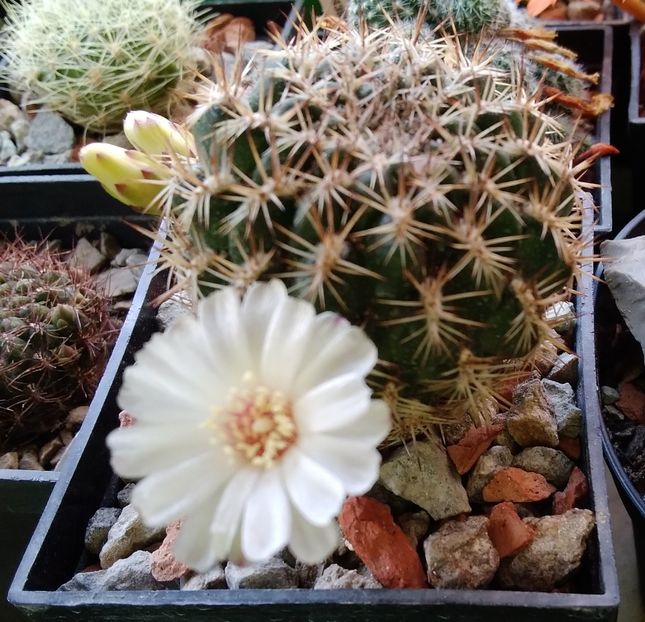 Sulcorebutia cylindrica - 2023