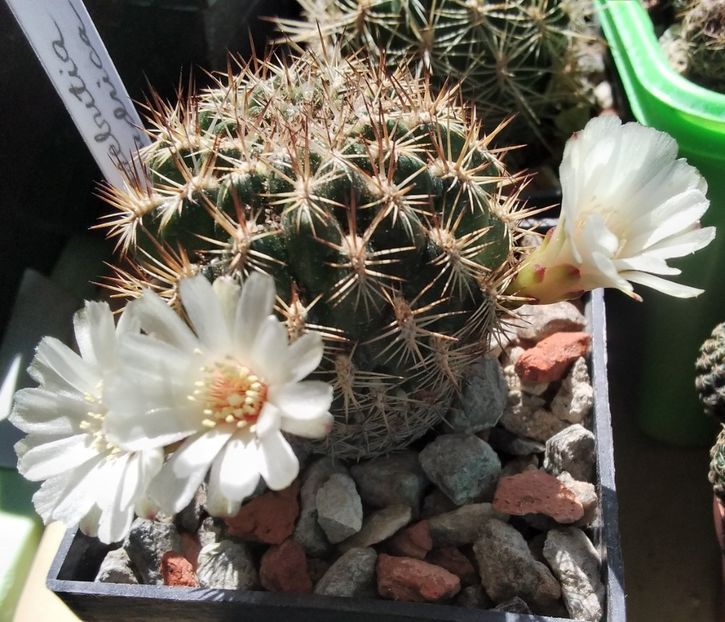 Sulcorebutia cylindrica - 2023