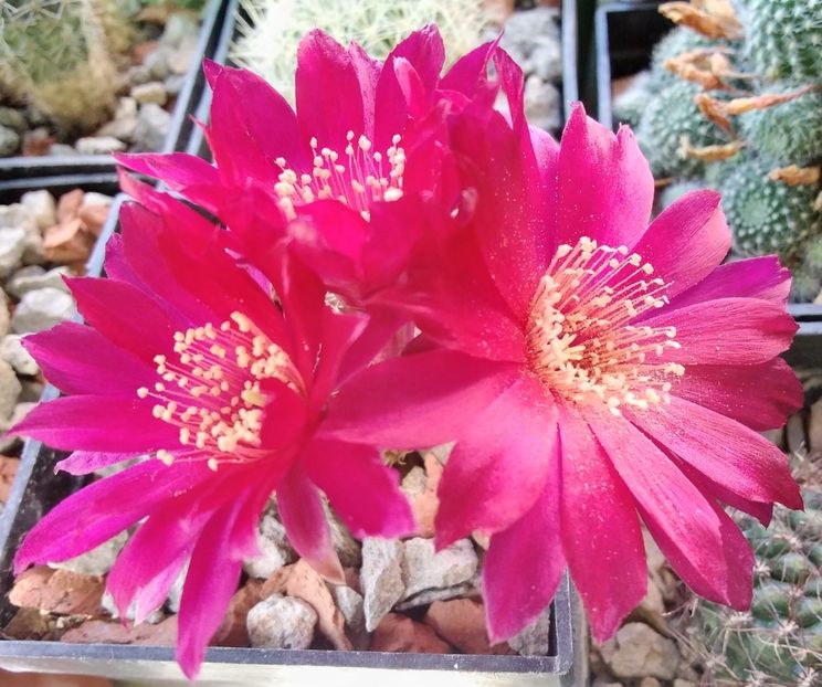 Sulcorebutia - 2023