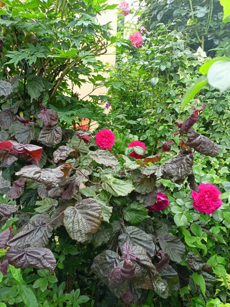  - Grădina 2023 continuare 3