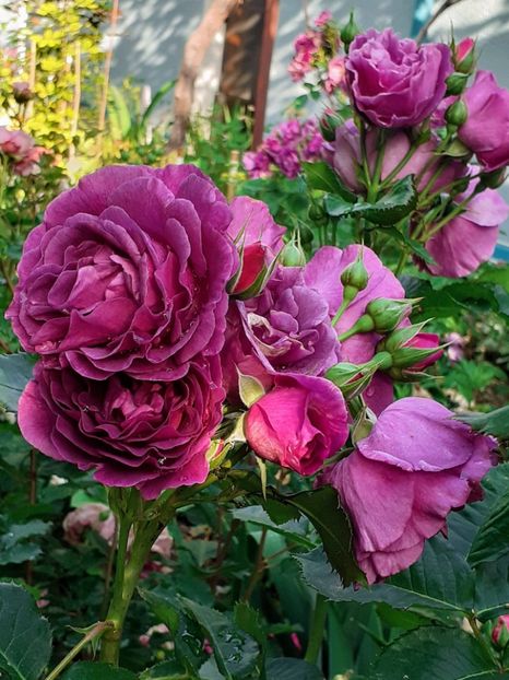 20230604_074013~2 - Minerva 2021 - 2022