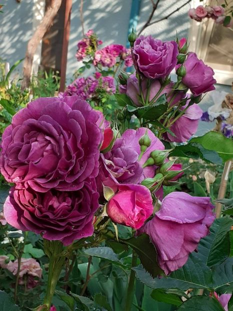  - Minerva 2021 - 2022