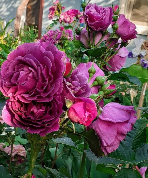 20230604_074019~3 - Minerva 2021 - 2022