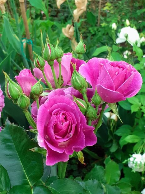 20230604_074028~2 - Minerva 2021 - 2022