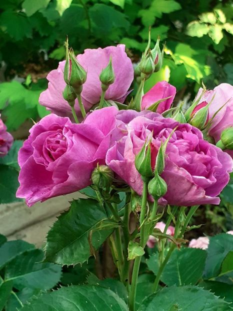  - Minerva 2021 - 2022