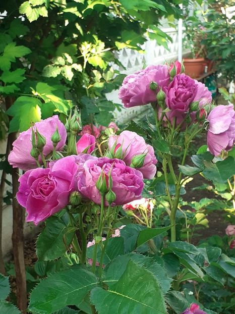  - Minerva 2021 - 2022