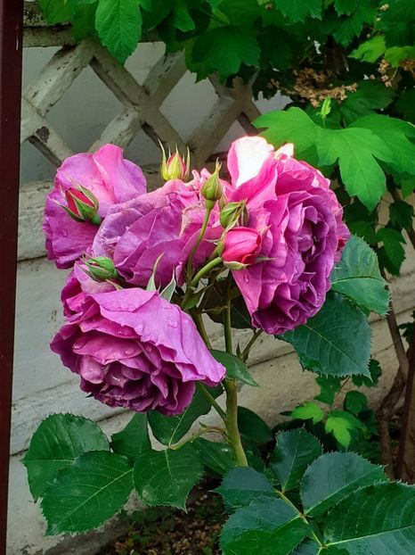 20230604_074104~2 - Minerva 2021 - 2022