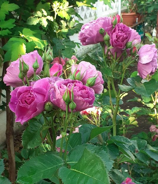 20230604_074132~2 - Minerva 2021 - 2022