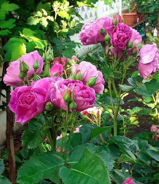 20230604_074132~3 - Minerva 2021 - 2022