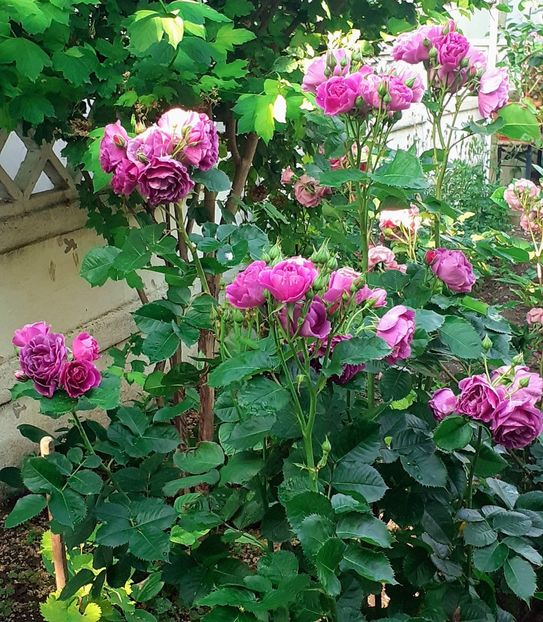 20230604_074207(0)~3 - Minerva 2021 - 2022