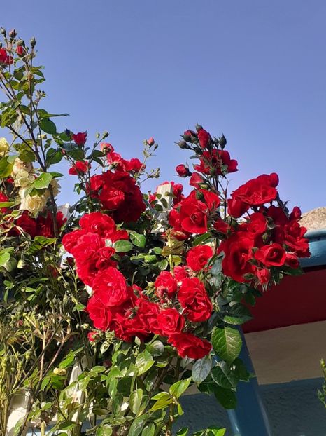  - 01 - TRANDAFIRI 2023