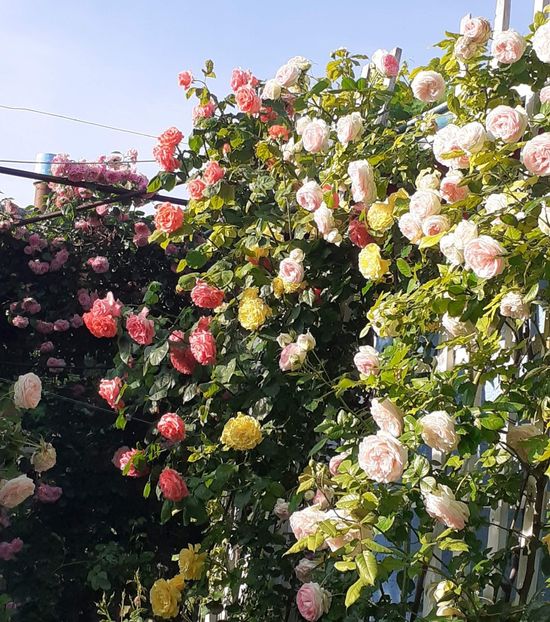  - 01 - TRANDAFIRI 2023