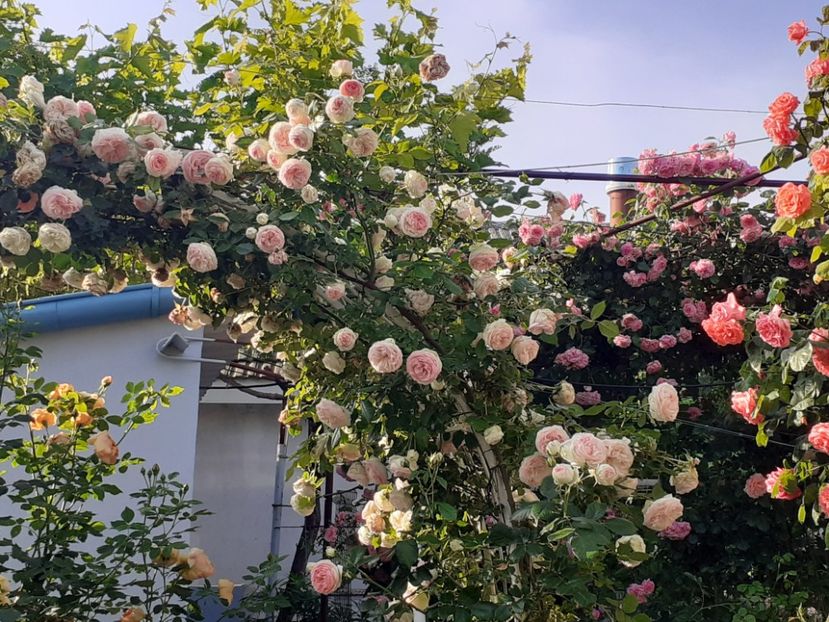  - 01 - TRANDAFIRI 2023