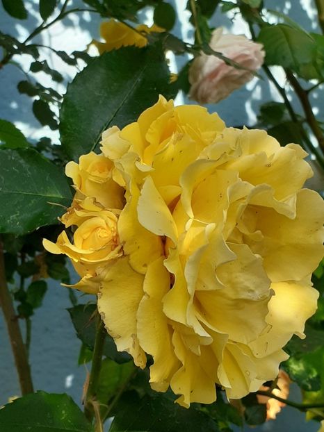  - 01 - TRANDAFIRI 2023