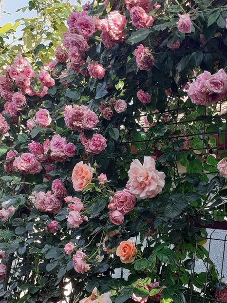  - 01 - TRANDAFIRI 2023