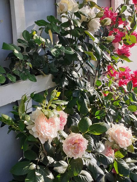  - Guersney 2021- 2022-2023