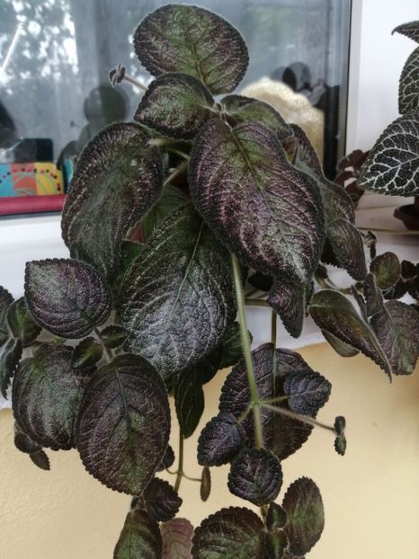  - EPISCIA