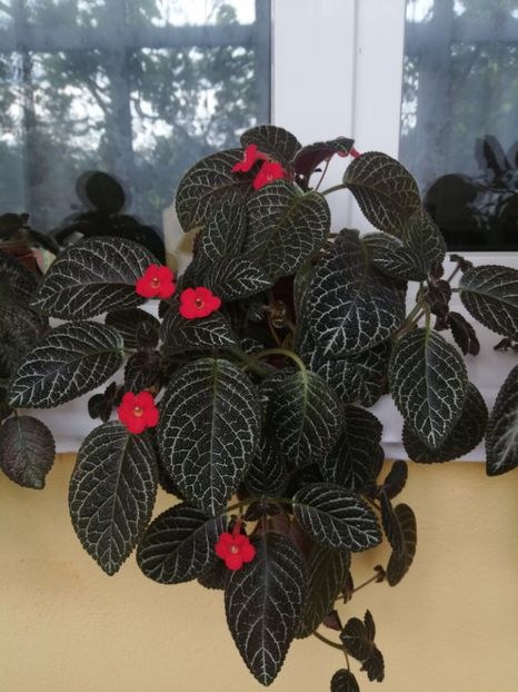  - EPISCIA