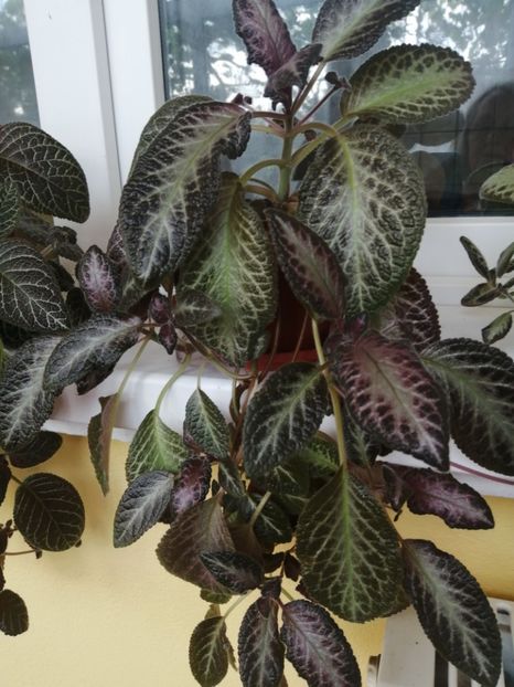  - EPISCIA