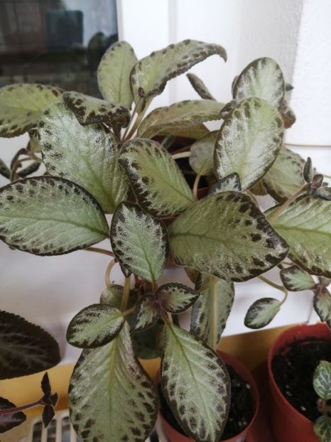  - EPISCIA