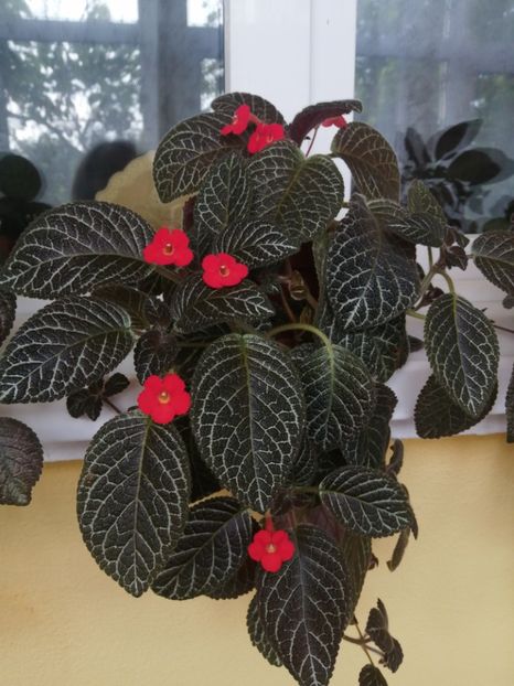  - EPISCIA