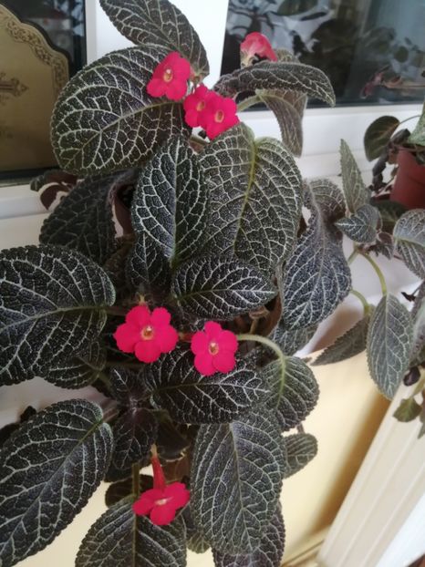  - EPISCIA