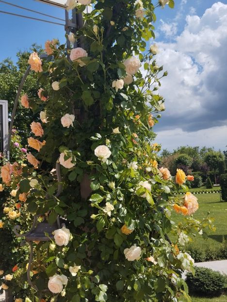  - 2023 MLainic MTismana MSfAna Herculane CazaneleDunării Giardini di Gioia 2-4 iunie