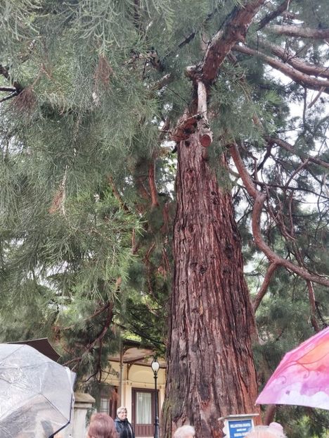  - 2023 MLainic MTismana MSfAna Herculane CazaneleDunării Giardini di Gioia 2-4 iunie