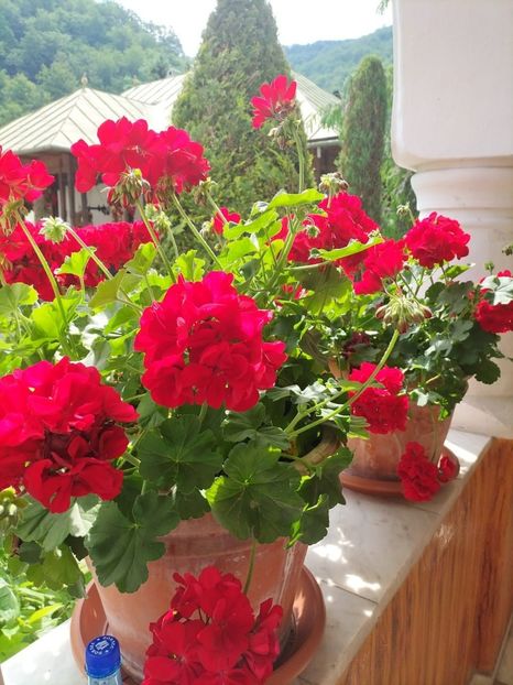 IMG-20230605-WA0020 - 2023 MLainic MTismana MSfAna Herculane CazaneleDunării Giardini di Gioia 2-4 iunie