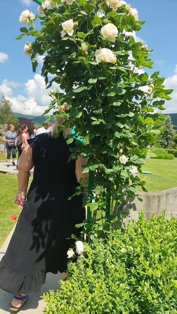 IMG-20230605-WA0141 - 2023 MLainic MTismana MSfAna Herculane CazaneleDunării Giardini di Gioia 2-4 iunie