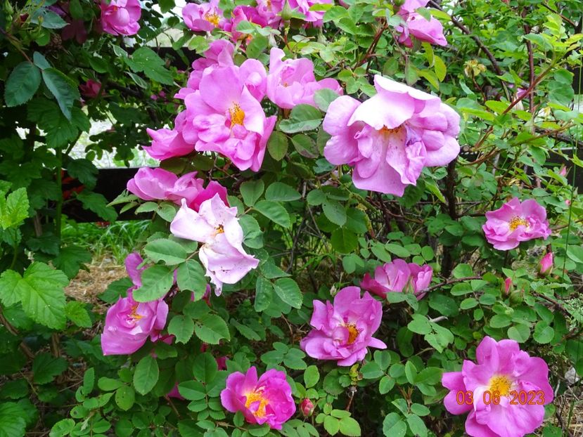  - Trandafiri 2023