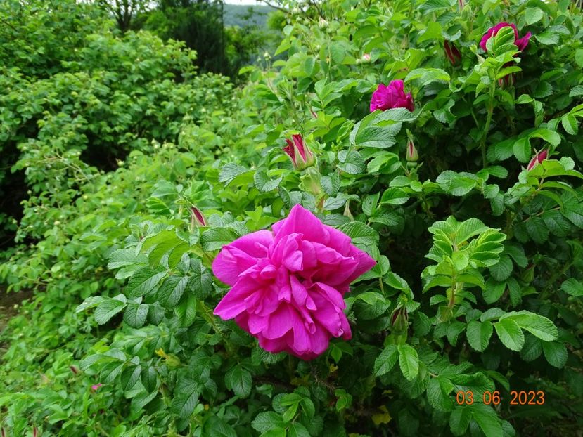  - Trandafiri 2023