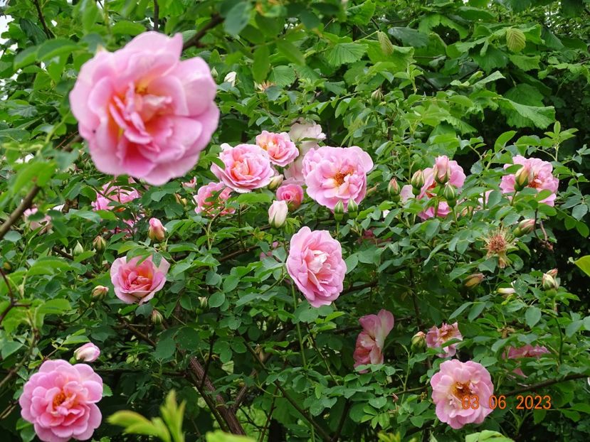  - Trandafiri 2023