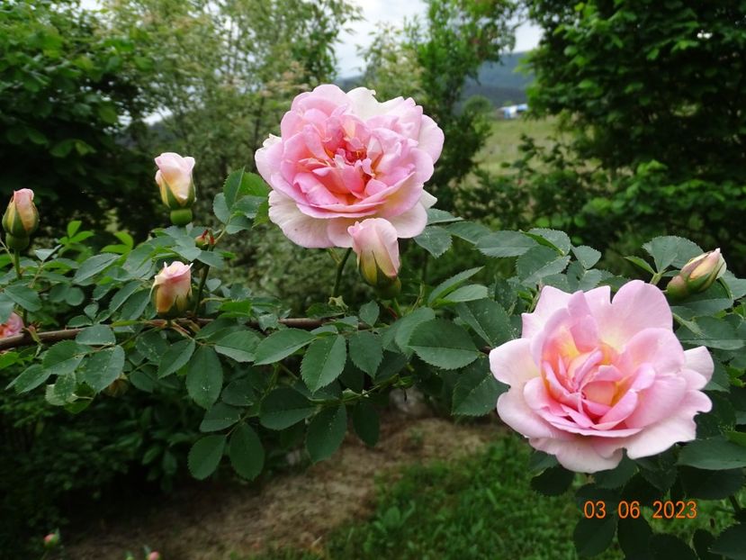  - Trandafiri 2023