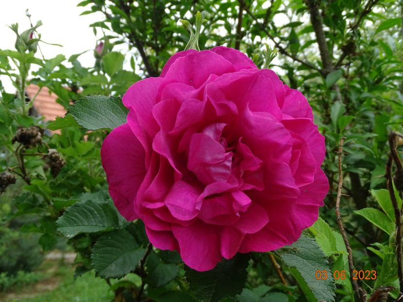  - Trandafiri 2023