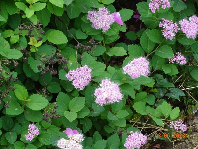 spiraea densiflora - Dobarland 2023 3