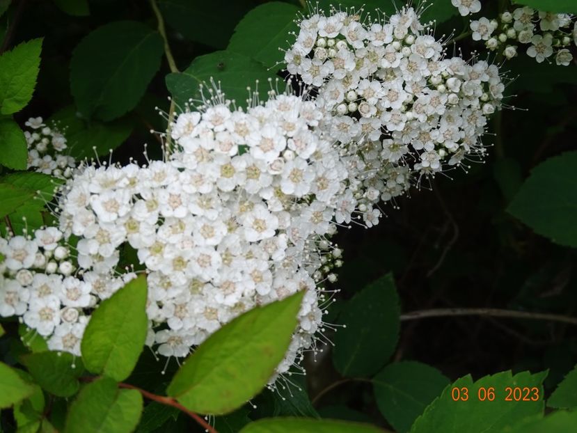spiraea Double Play Blue Kazoo - Dobarland 2023 3
