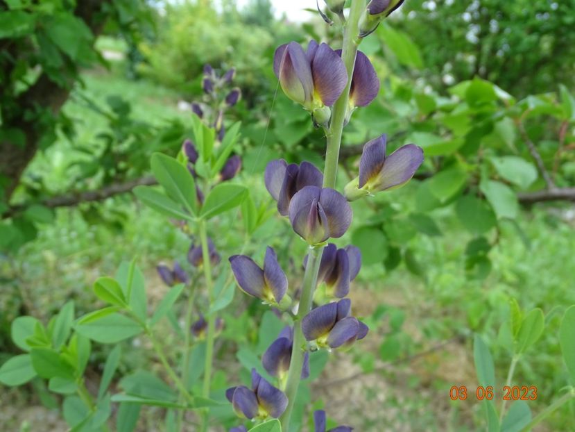 baptisia Twilight Prairie Blues - Dobarland 2023 3